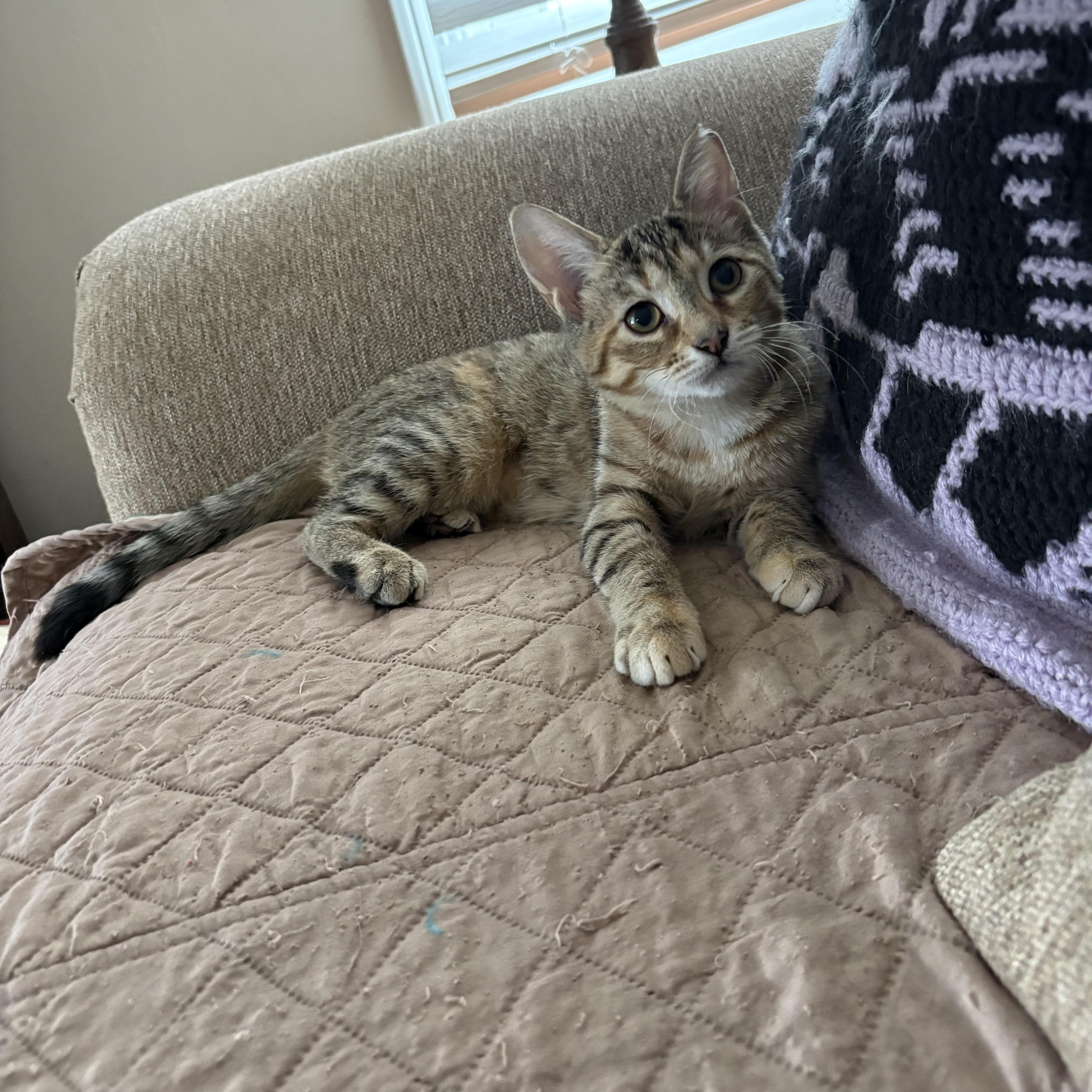 A young medium-sized female Buff / Tan / Fawn Domestic Short Hair cat named Lani for adoption in Cleveland, OH