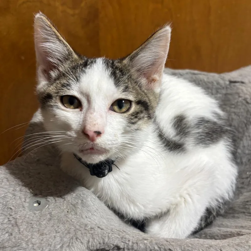 A baby small-sized male White Domestic Short Hair cat named Lemonhead for adoption in DeKalb, IL