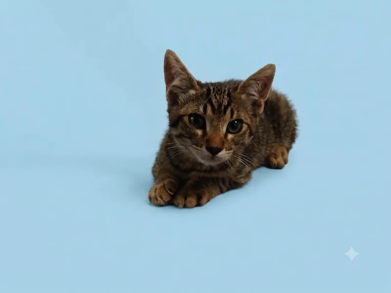 A baby medium-sized male Domestic Short Hair cat named Devin for adoption in Los Angeles, CA