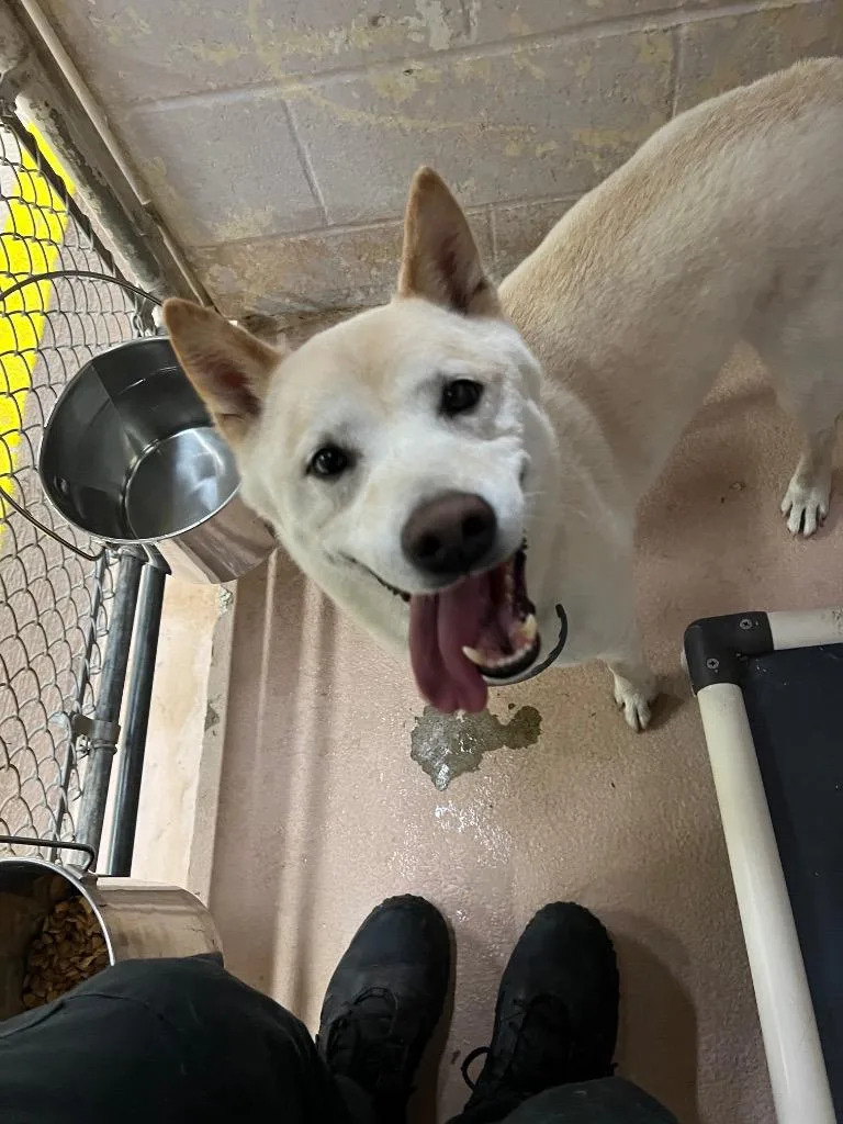 An adult medium-sized male Shiba Inu dog named Loki for adoption in Troy, OH