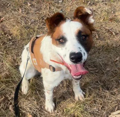 An adult medium-sized female Cattle Dog dog named Honey for adoption in Yellville, AR