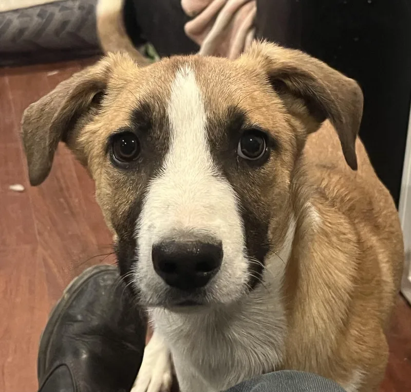 A baby medium-sized male Tricolor (Brown, Black, & White) Shepherd dog named Shane for adoption in Longmont, CO