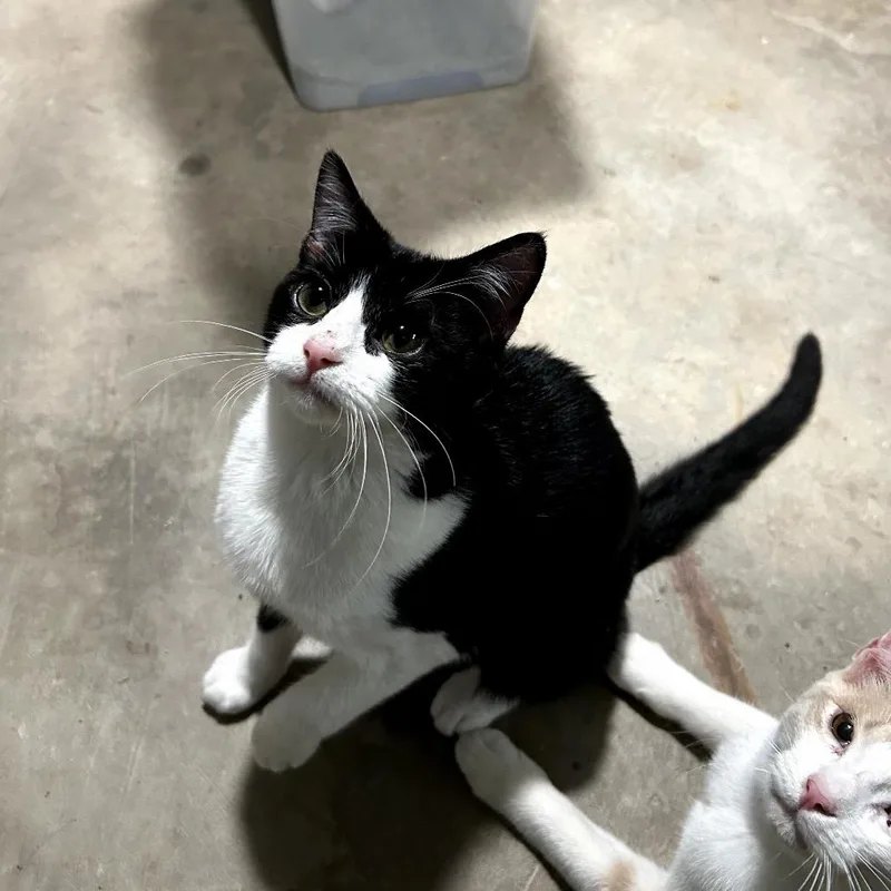 A young small-sized female White Domestic Short Hair cat named Baby Jane for adoption in Odessa, TX