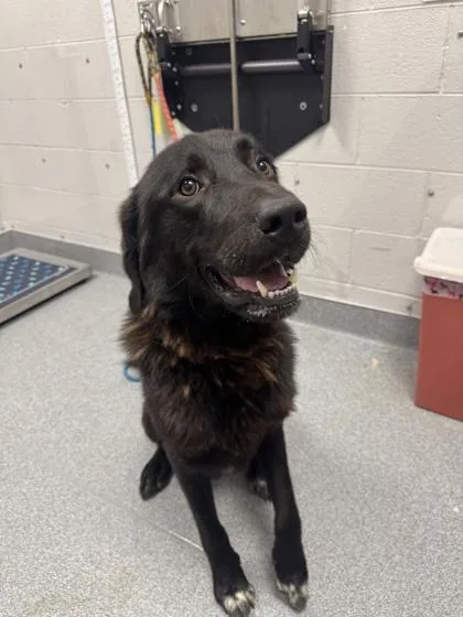 An adult large-sized male Shepherd dog named Reeses for adoption in Sevierville, TN