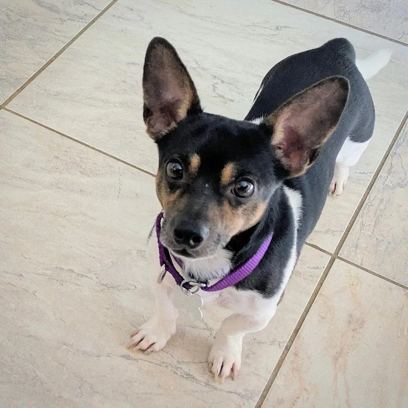 An adult small-sized male Tricolor (Brown, Black, & White) Rat Terrier dog named Stilton for adoption in Atlanta, GA