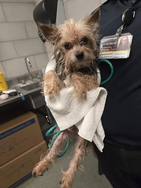 An adult small-sized male Mixed Breed dog named Buck for adoption in Dallas, TX