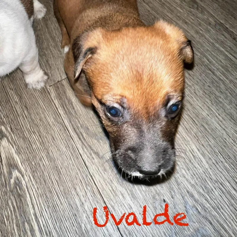 Uvalde Pf thumbnail 2