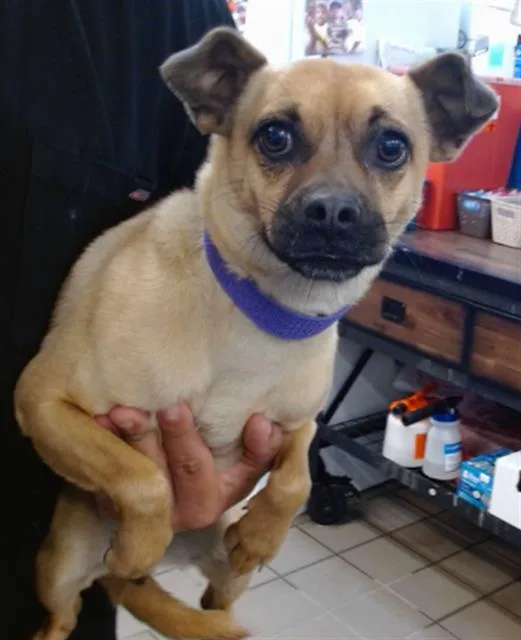 An adult medium-sized female Portuguese Podengo dog named Daisy for adoption in Albuquerque, NM