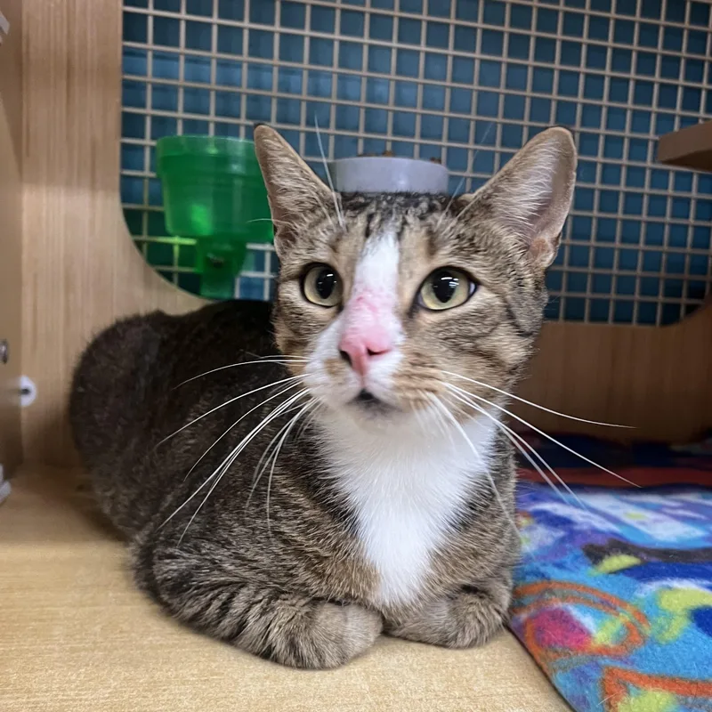 A young medium-sized male Tabby (Brown / Chocolate) Domestic Short Hair cat named Marshall for adoption in Manhattan, KS