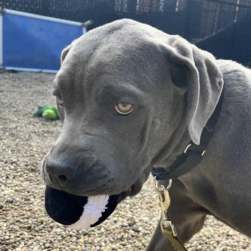 A young medium-sized female Gray / Blue / Silver Cane Corso dog named Thunder for adoption in Pittsburgh, PA