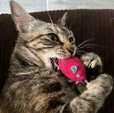 Beatrice thumbnail 2