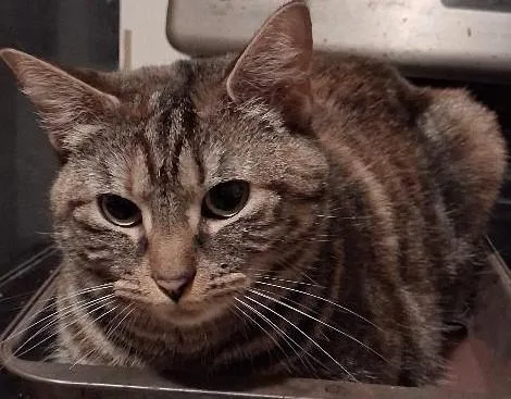 Beatrice thumbnail 3