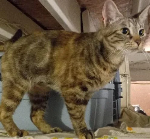 Beatrice thumbnail 4