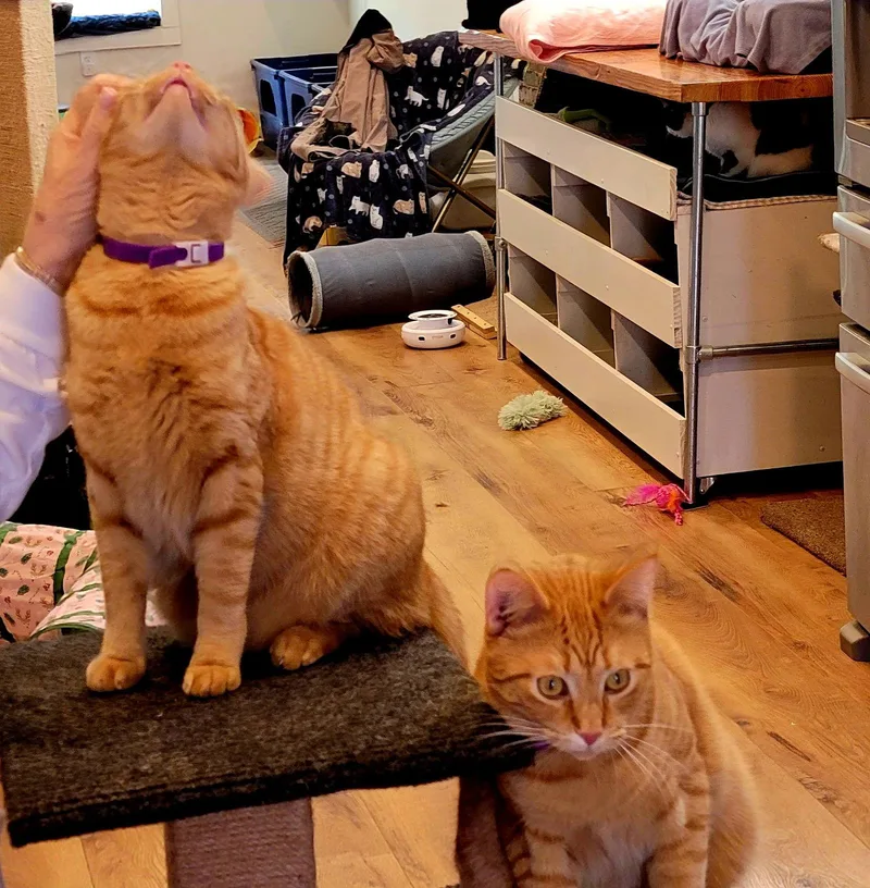 Justin And Stetson thumbnail 3