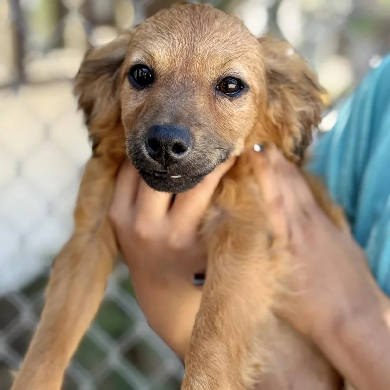 A young small-sized female Red / Chestnut / Orange Spaniel dog named Tosca for adoption in Fresno, CA