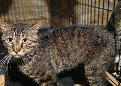An adult medium-sized male Domestic Short Hair cat named Noah Kahan for adoption in Berwick, PA