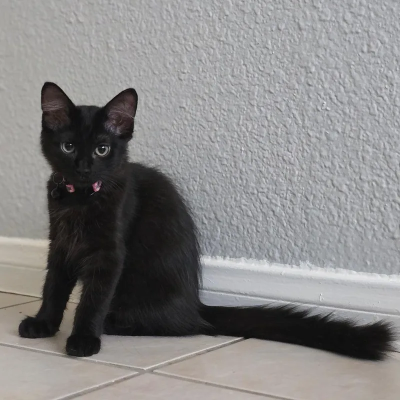 A baby small-sized female Black Domestic Medium Hair cat named Emery for adoption in Calimesa, CA