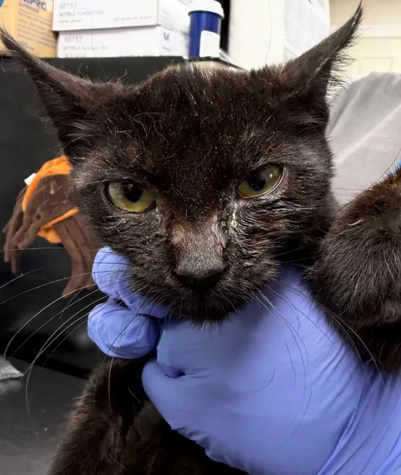 A baby medium-sized female Domestic Short Hair cat named Dove for adoption in Pomona, NY