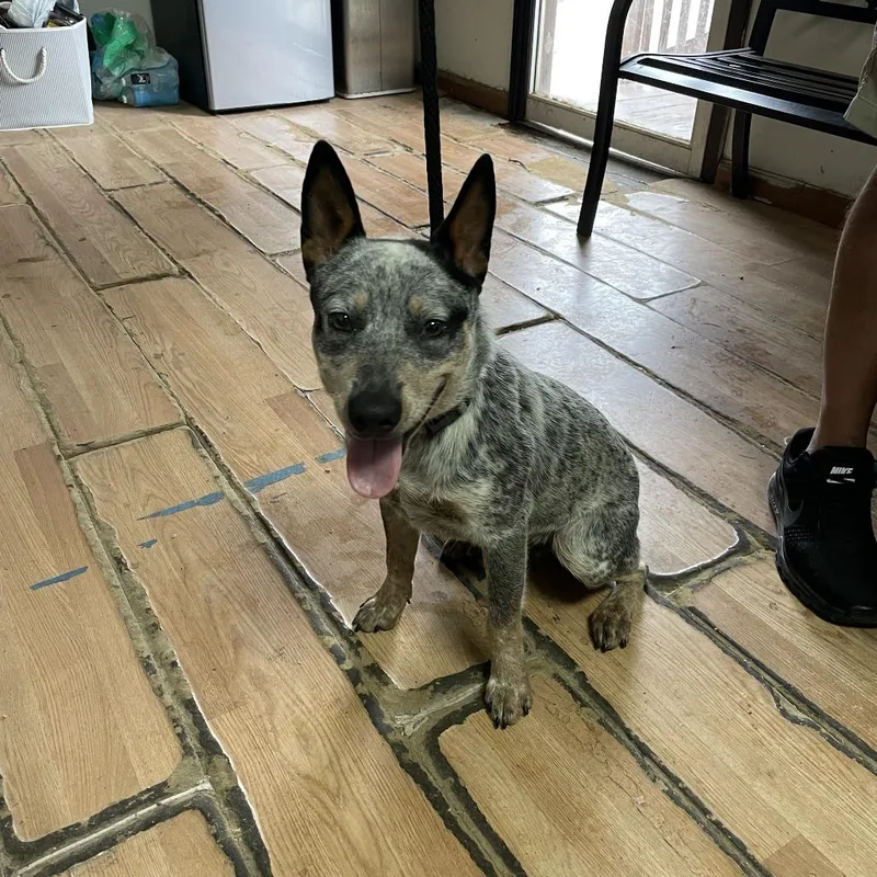A young medium-sized male Gray / Blue / Silver Australian Cattle Dog / Blue Heeler dog named Flaco for adoption in Edinburg, TX
