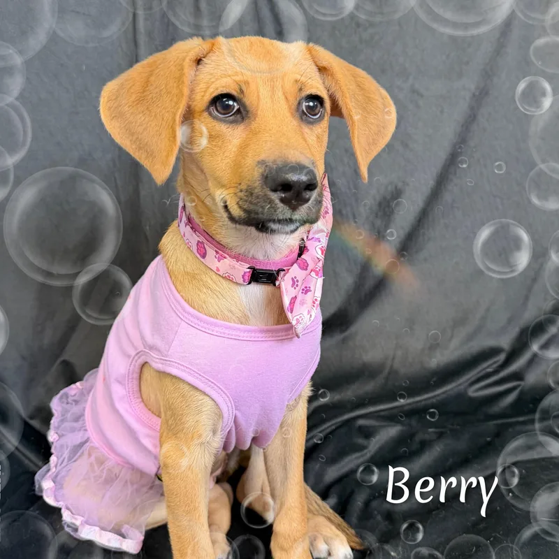 Berry thumbnail 3