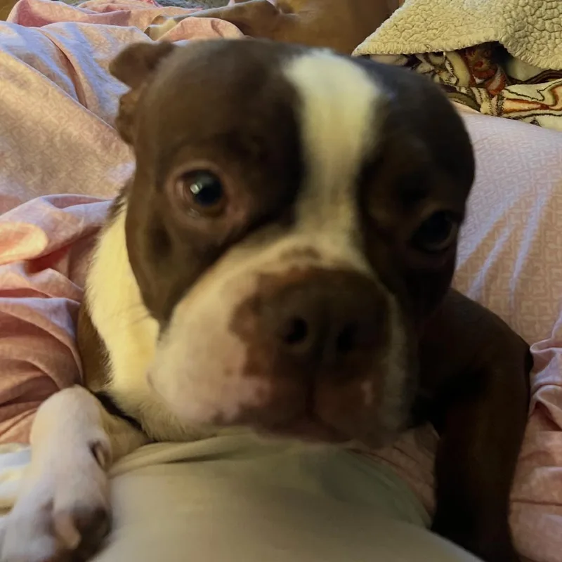 An adult medium-sized female Brown / Chocolate Boston Terrier dog named Tootsie for adoption in Little Rock, AR