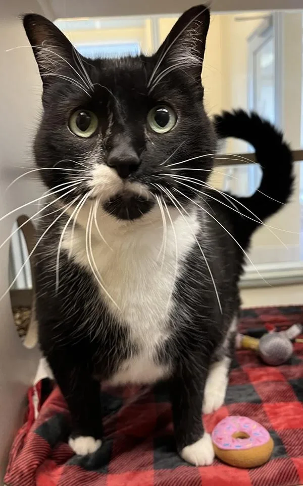 A senior large-sized female Domestic Short Hair cat named Milkshake for adoption in Monterey, CA
