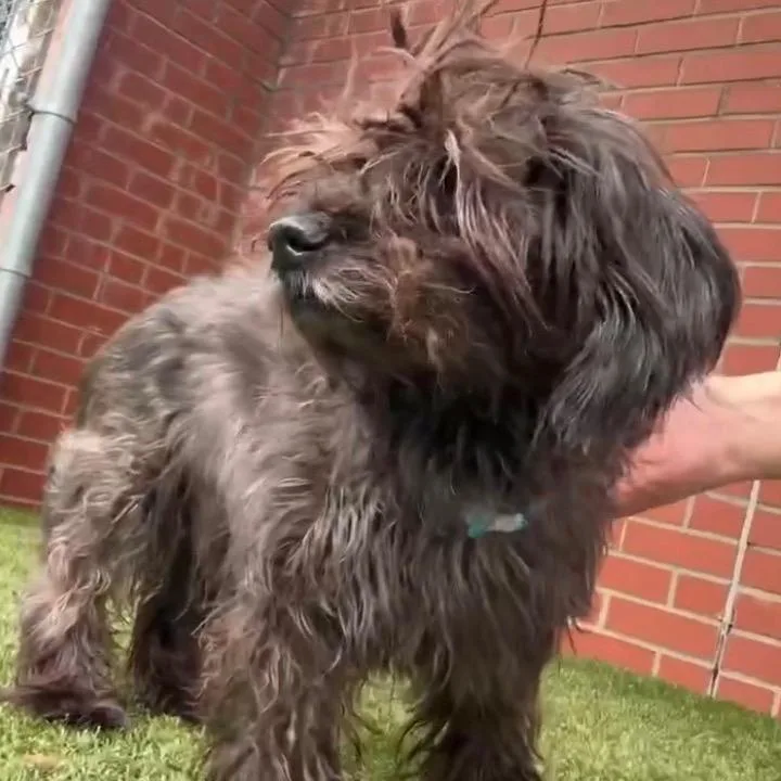 A senior small-sized male Brown / Chocolate Shih Tzu dog named Gus for adoption in Northville, MI