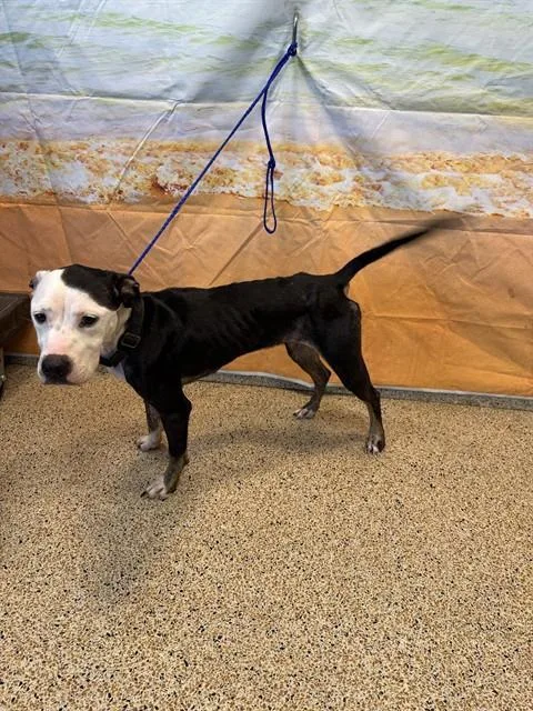 A young medium-sized female Terrier dog named Oreo for adoption in Miami, FL
