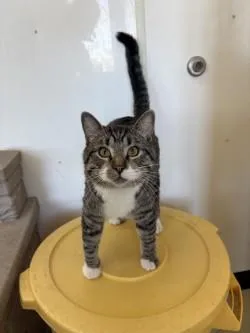 An adult medium-sized male Domestic Short Hair cat named Taylor for adoption in Black River Falls, WI