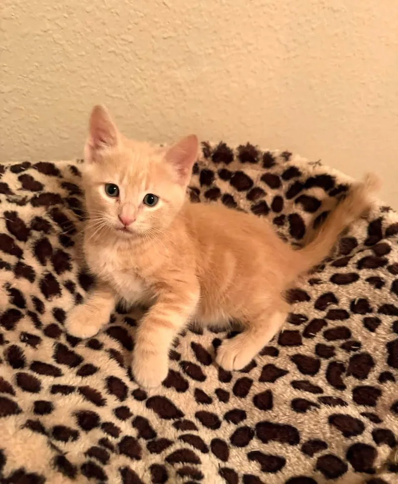 A baby medium-sized male Tabby (Orange / Red) Domestic Short Hair cat named Cheeto for adoption in Washoe Valley, NV
