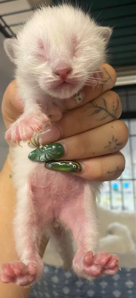 A baby medium-sized female Siamese cat named Aspen for adoption in Lockhart, TX