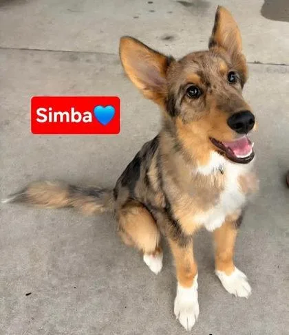 A baby medium-sized male German Shepherd Dog dog named Simba for adoption in Clinton, MO