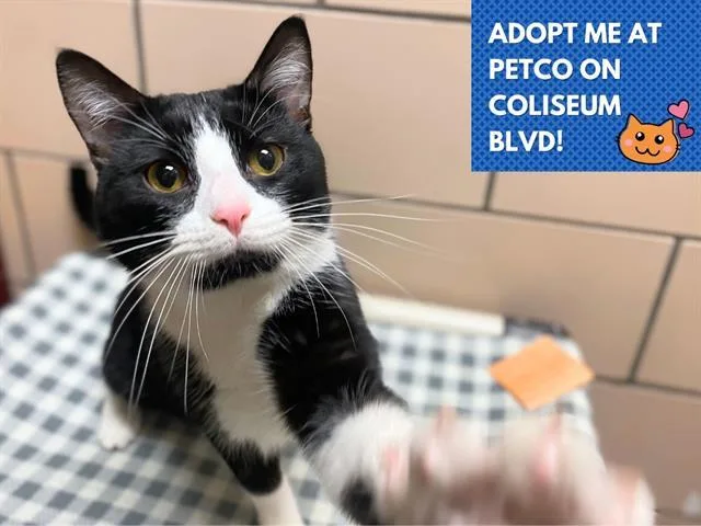 A young medium-sized male Domestic Short Hair cat named Fizz for adoption in Fort Wayne, IN