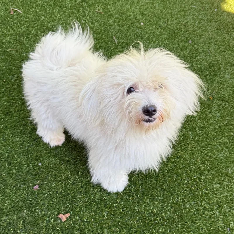 An adult small-sized female White / Cream Maltese dog named Tinkerbell for adoption in LOXAHATCHEE, FL