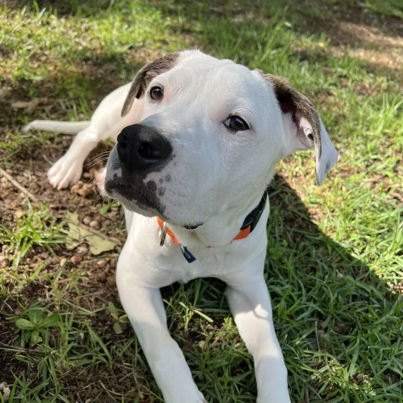 A baby medium-sized male White / Cream Pit Bull Terrier dog named Runner's High for adoption in Columbia, SC