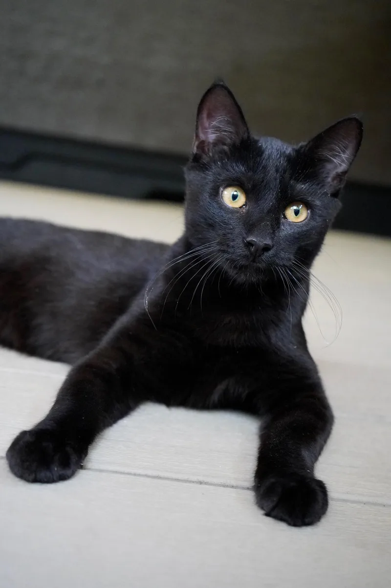 A baby medium-sized male Black Domestic Short Hair cat named Hatchet for adoption in Hixson, TN