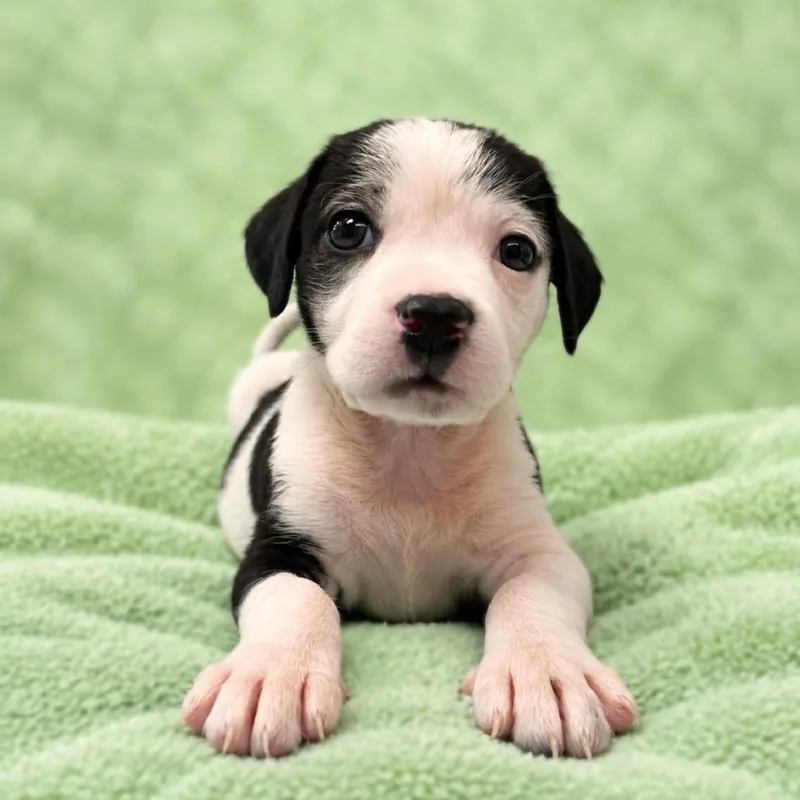 A baby medium-sized male White / Cream Hound dog named Cal for adoption in St. Peters, MO
