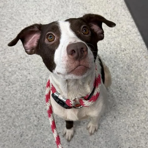 An adult small-sized female Labrador Retriever dog named Suzie Q for adoption in Des Moines, IA