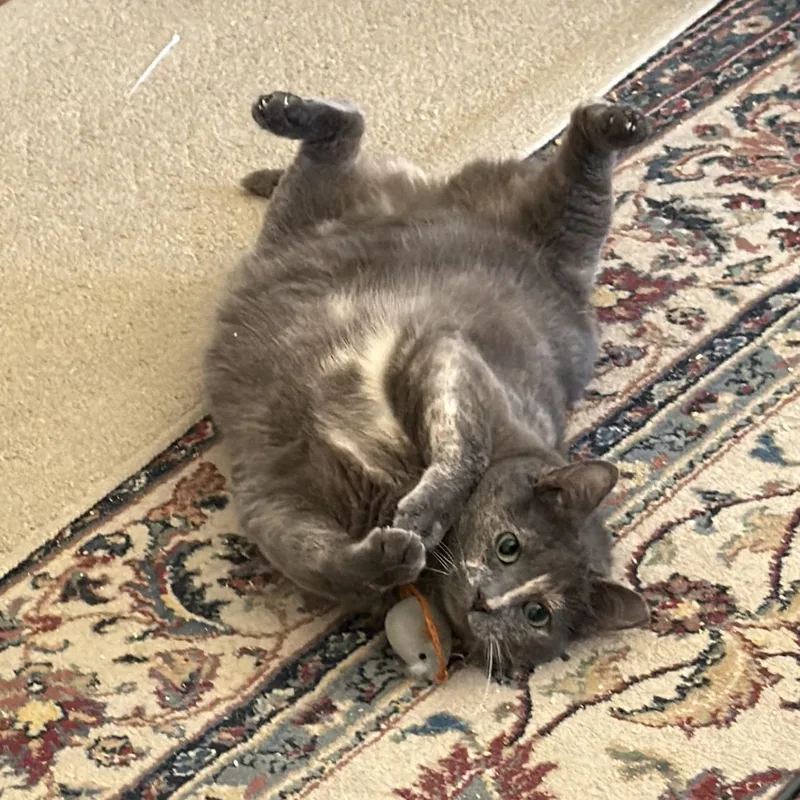 An adult medium-sized female Dilute Tortoiseshell cat named Anara for adoption in San Jose, CA