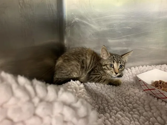 A baby small-sized female Domestic Short Hair cat named Lala for adoption in Grand Prairie, TX