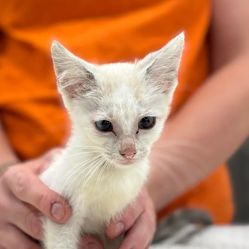 A baby small-sized female White Domestic Short Hair cat named Pinky for adoption in Nashville, IN