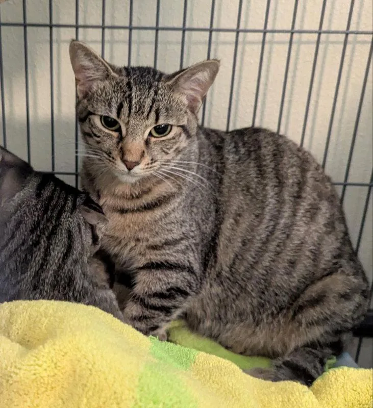 A young medium-sized male Tabby cat named Finch for adoption in Ocala, FL