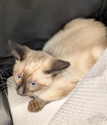 A baby small-sized male Siamese cat named Mimi for adoption in San Martin, CA