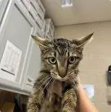 An adult medium-sized female Domestic Medium Hair cat named Joy for adoption in Kansas City, MO