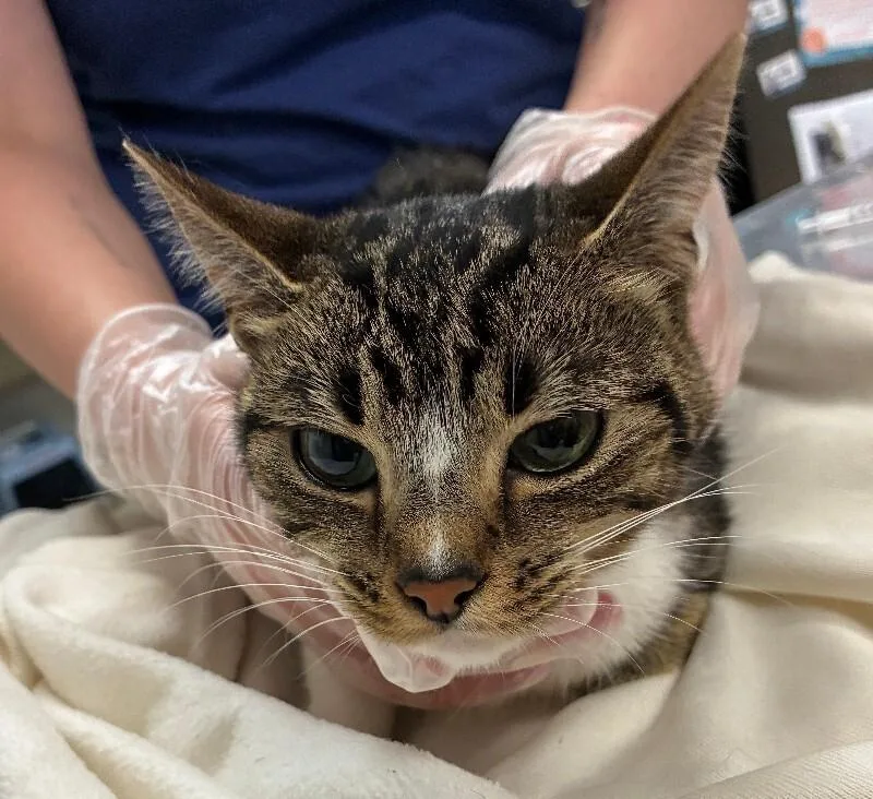 An adult small-sized female Tabby (Brown / Chocolate) Domestic Short Hair cat named Celine Dion for adoption in Cincinnati, OH