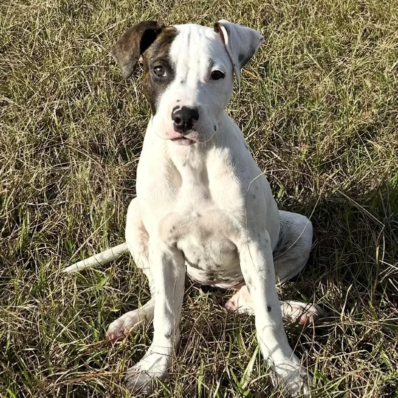 Freckles thumbnail 2