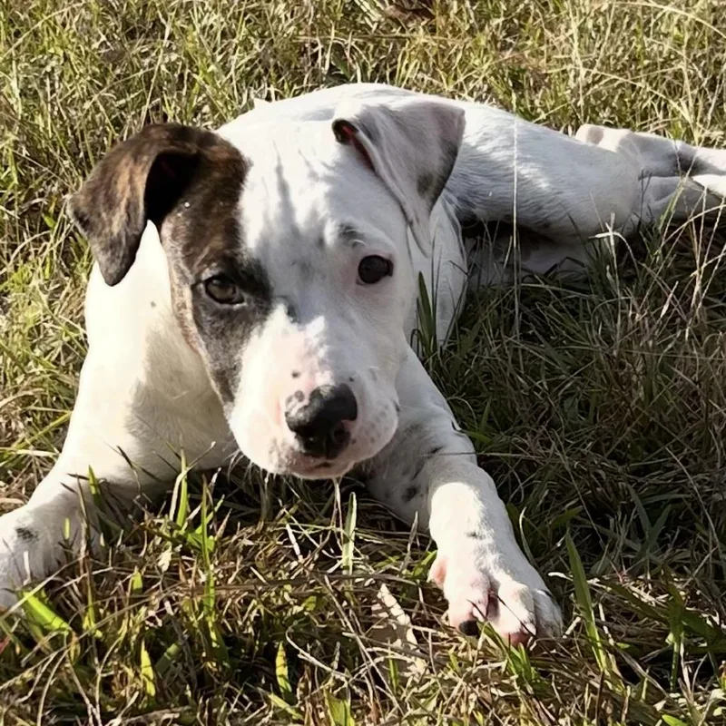 Freckles thumbnail 4