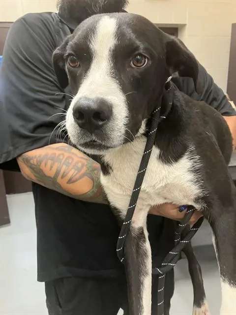 A young medium-sized male Labrador Retriever dog named Snoopy for adoption in Corpus Christi, TX