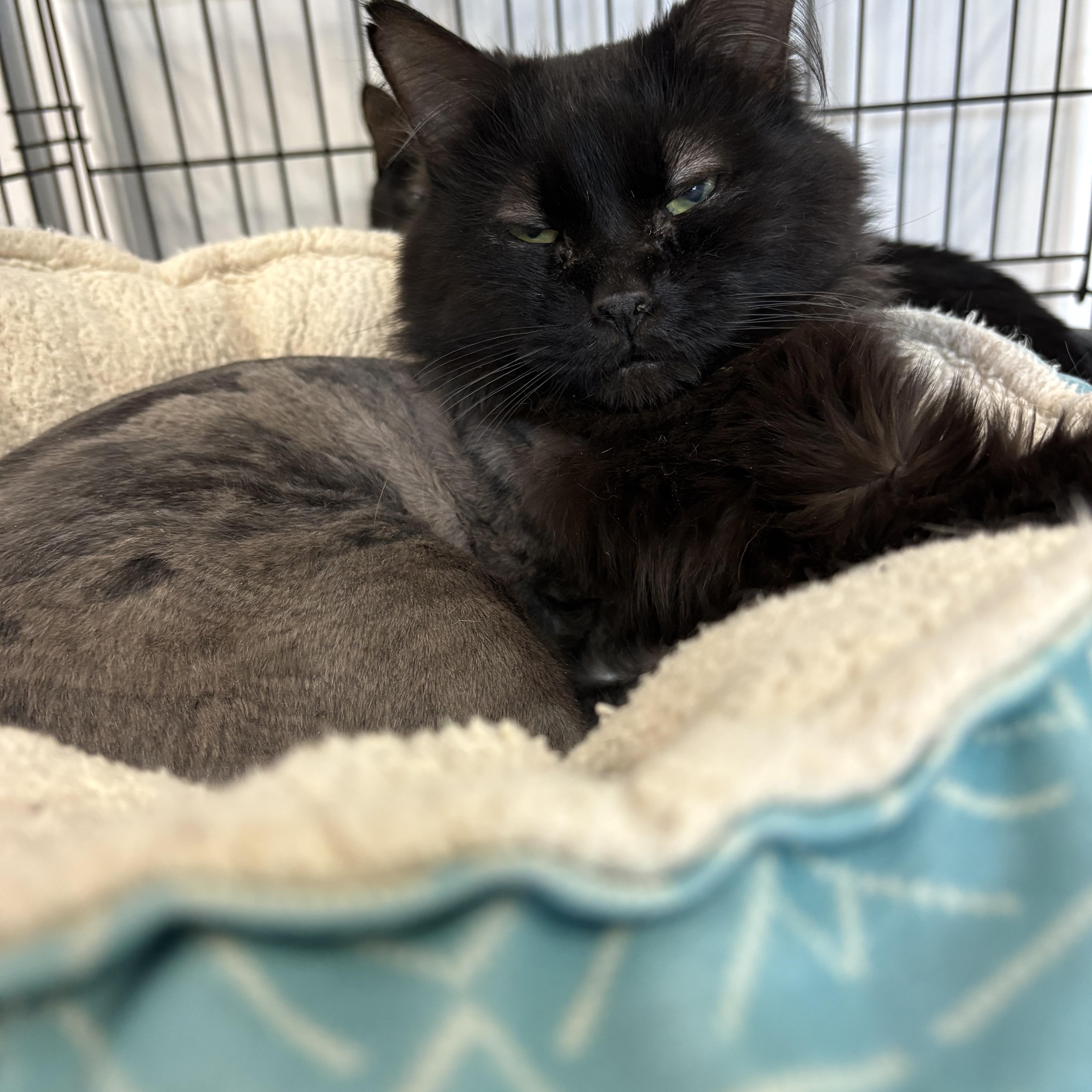 An adult medium-sized male Domestic Long Hair cat named Finale for adoption in Big Rapids, MI