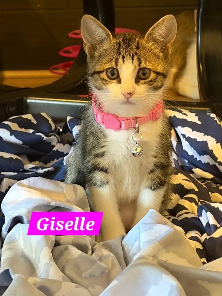 A baby small-sized female Domestic Short Hair cat named Giselle for adoption in Ruskin, FL